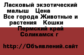 Ласковый экзотический малыш › Цена ­ 25 000 - Все города Животные и растения » Кошки   . Пермский край,Соликамск г.
